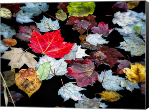 Framed Autumn Leaves Print