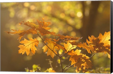 Framed Autumn Light Print