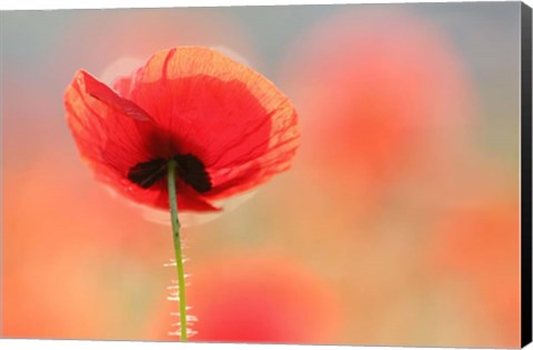 Framed Poppy Dream Print