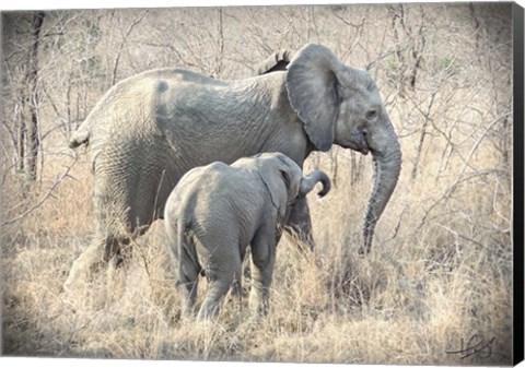 Framed Elephants Print