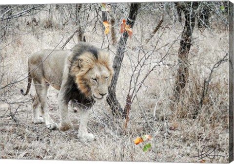 Framed Lion Print