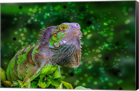 Framed Green Iguana Print