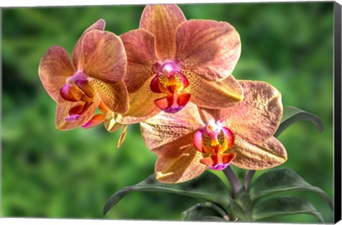 Framed Orange Orchid Print