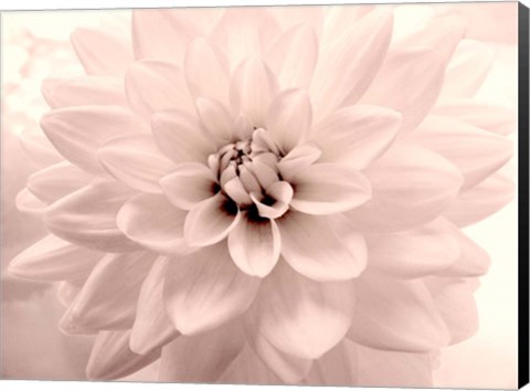 Framed Pink Dahlia 2 Print