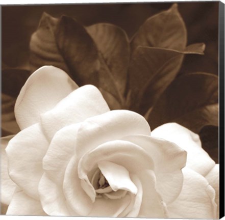 Framed Gardenia Garden Print