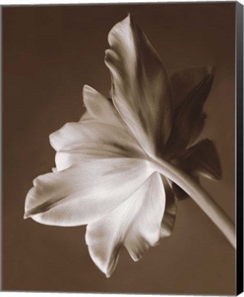 Framed Moonglow Tulip Print