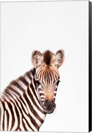 Framed Baby Zebra Print