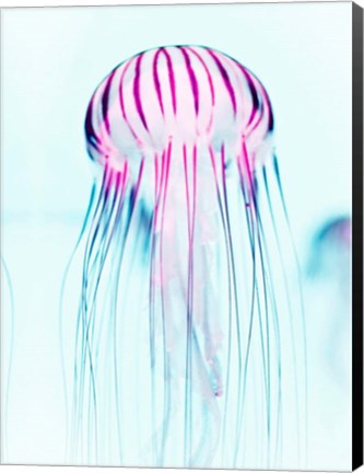 Framed Jelly Fish Print