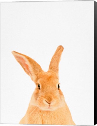 Framed Rabbit Print