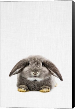 Framed Rabbit II Print