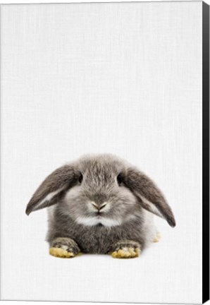 Framed Rabbit II Print