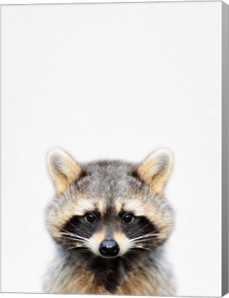 Framed Raccoon Print