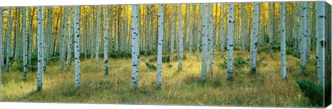 Framed Aspens, Ashley Print