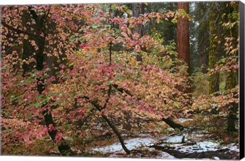 Framed Dogwoods &amp; Sequoia Print