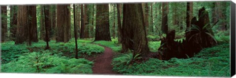 Framed Redwoods Path Print