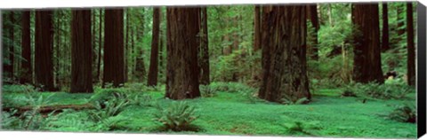 Framed Redwoods, Rolph Grove Print