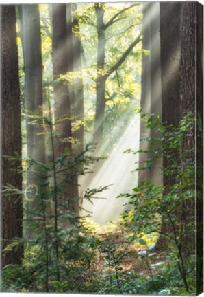 Framed Sunbeam and Spiderweb Print