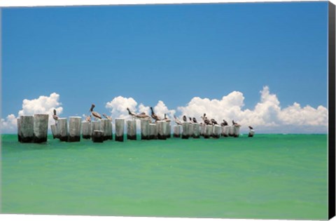 Framed Gull Conference Print