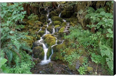 Framed Fern Waterfall Print