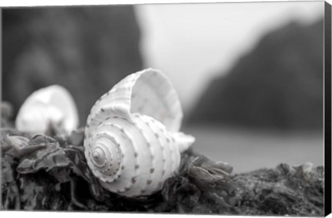 Framed Crescent Beach Shells 1 Print