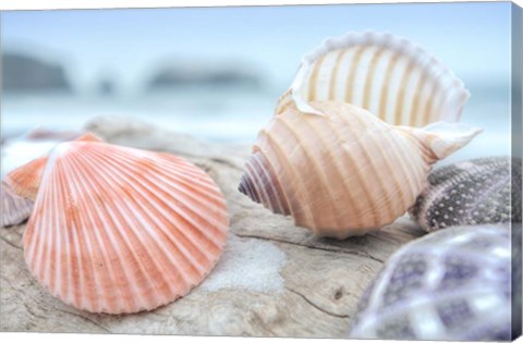Framed Crescent Beach Shells 10 Print