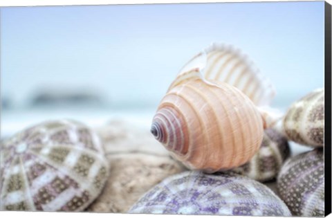 Framed Crescent Beach Shells 15 Print