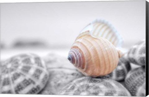 Framed Crescent Beach Shells 15 Print