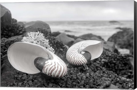 Framed Crescent Beach Shells 2 Print