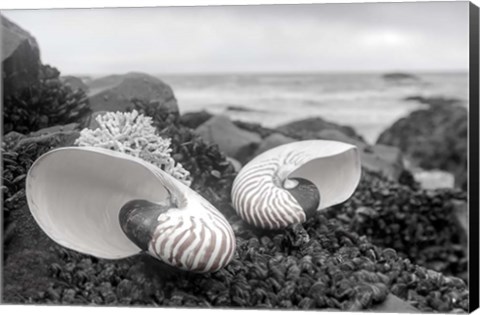 Framed Crescent Beach Shells 2 Print