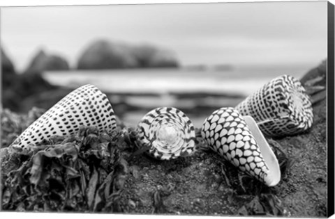 Framed Crescent Beach Shells 3 Print