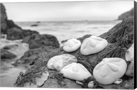 Framed Crescent Beach Shells 4 Print