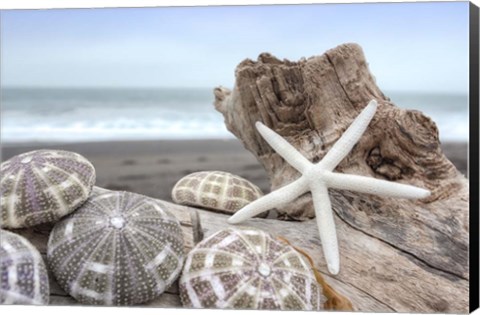 Framed Crescent Beach Shells 5 Print