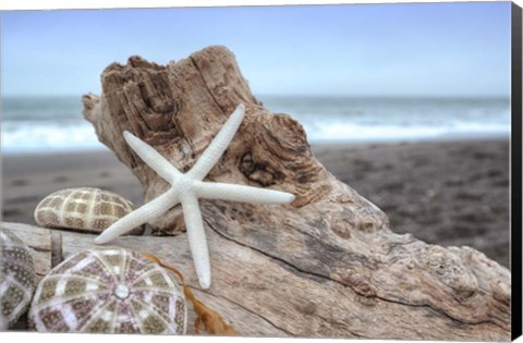 Framed Crescent Beach Shells 6 Print