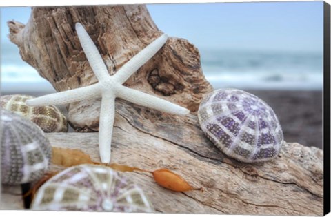 Framed Crescent Beach Shells 7 Print