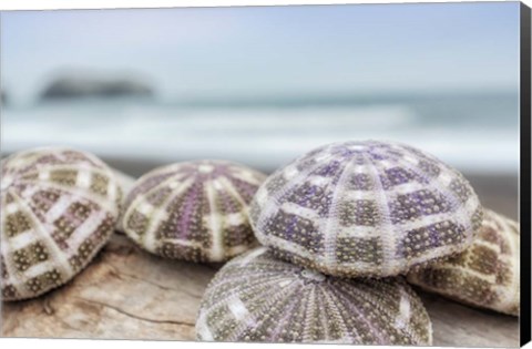 Framed Crescent Beach Shells 8 Print