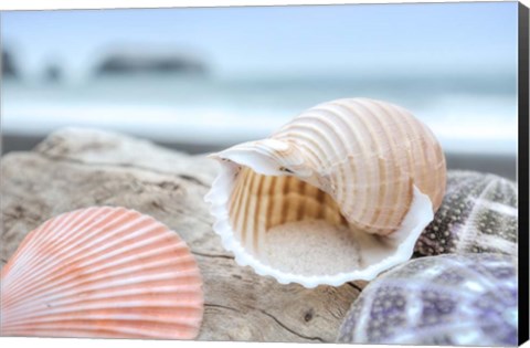 Framed Crescent Beach Shells 9 Print