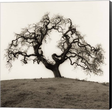 Framed Hillside Oak Tree Print