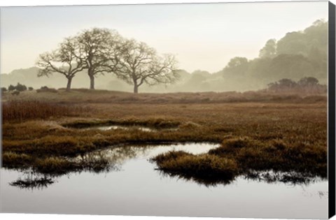 Framed Island Oak Trees Print