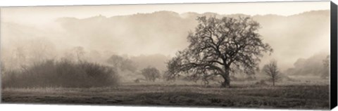 Framed Meadow Oak Tree Print