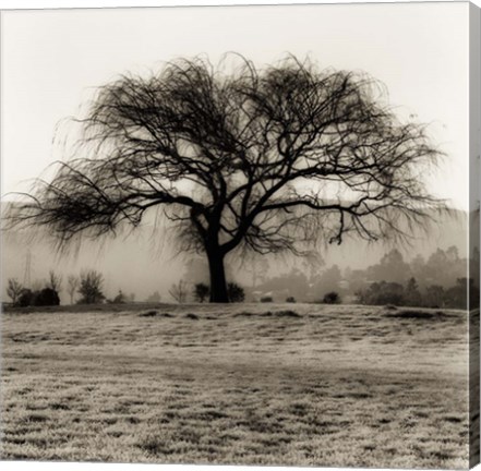 Framed Willow Tree Print