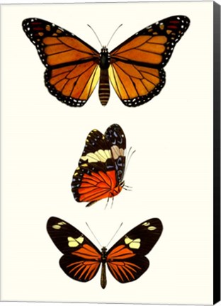 Framed Entomology Series II Print