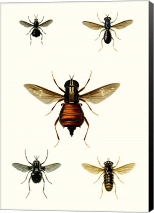 Framed Entomology Series III Print