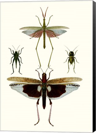 Framed Entomology Series VI Print