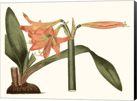 Framed Antique Amaryllis VII Print