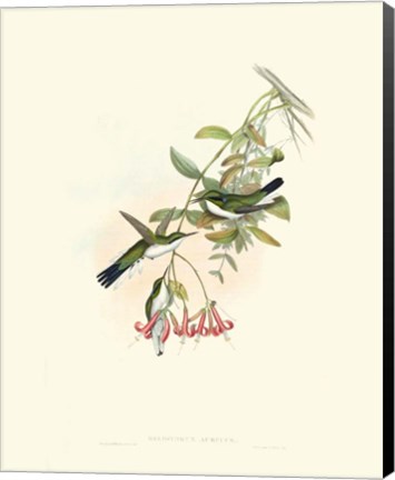 Framed Hummingbird Delight V Print