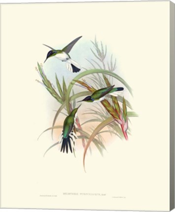 Framed Hummingbird Delight VII Print