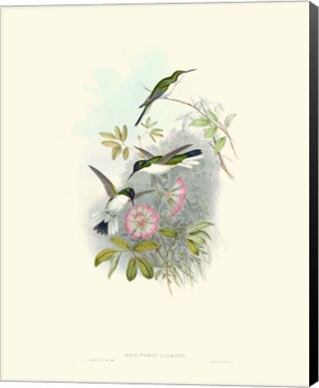 Framed Hummingbird Delight VIII Print