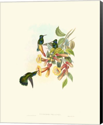 Framed Hummingbird Delight IX Print