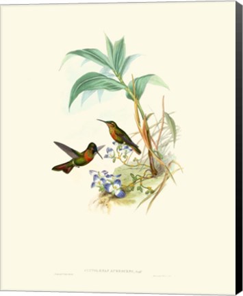 Framed Hummingbird Delight X Print