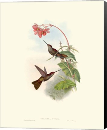 Framed Hummingbird Delight XI Print